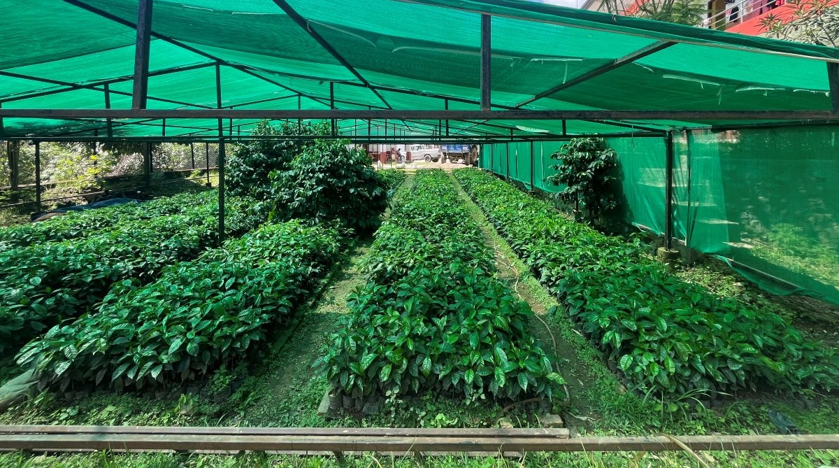 कफीका बिरुवा