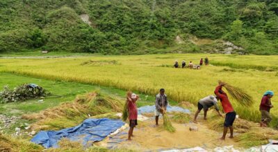 तनहुँका फाँटका किसानलाई चैते धान थन्क्याउने चटारो