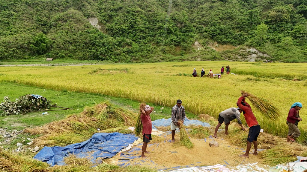 तनहुँका फाँटका किसानलाई चैते धान थन्क्याउने चटारो
