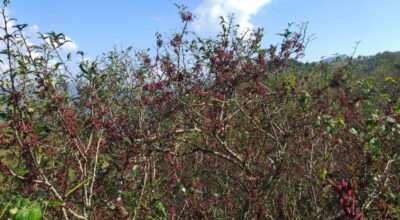 टिमुरखेती