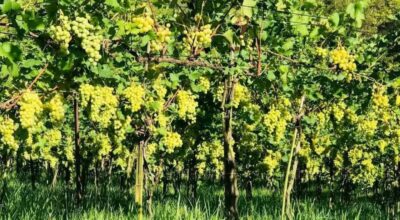 अङ्गुरखेती