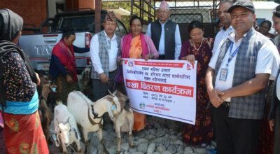 एकल महिलालाई ७५ प्रतिशत अनुदानमा बाख्रा