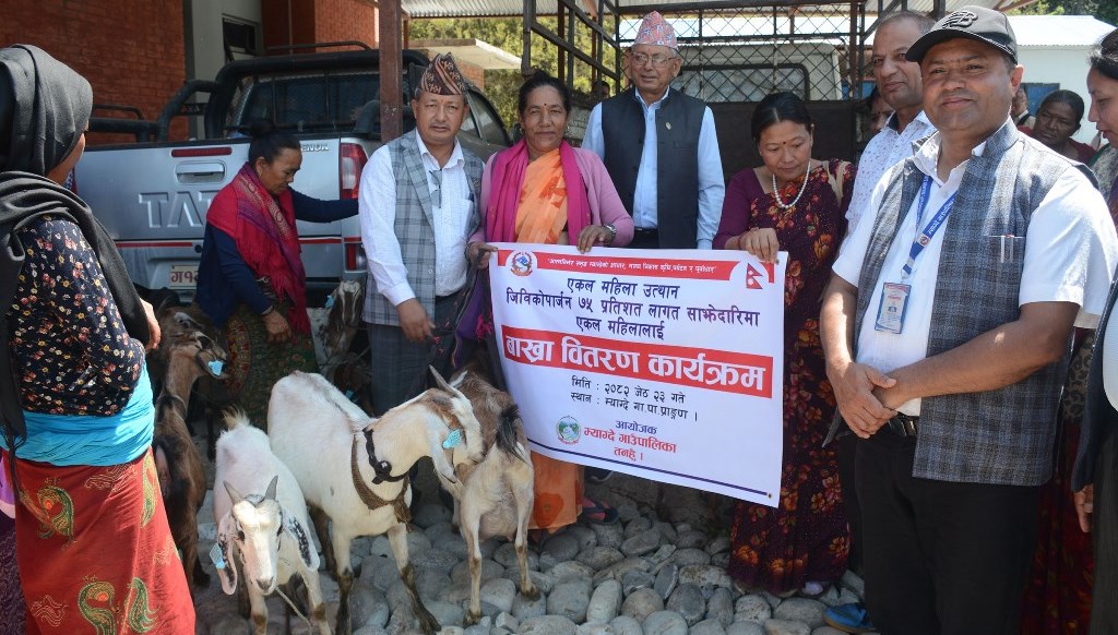 एकल महिलालाई ७५ प्रतिशत अनुदानमा बाख्रा