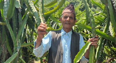 ड्रागन फ्रुटबाट वार्षिक दश लाख आम्दानी गर्दै ७७ वर्षीय बालकृष्ण