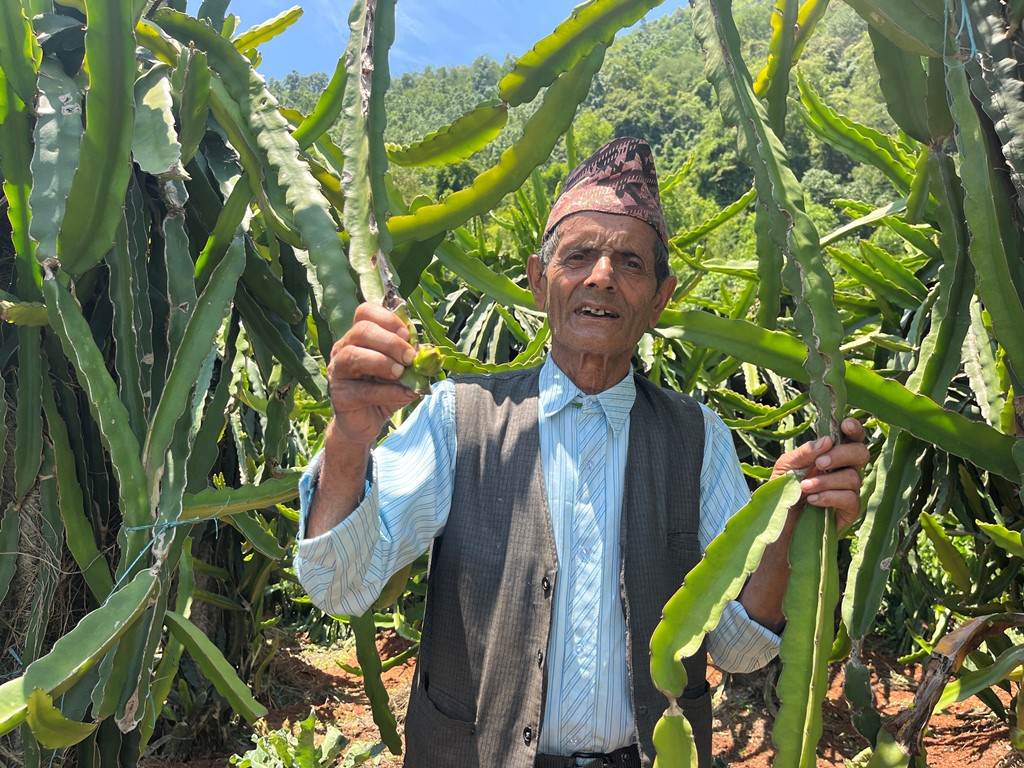 ड्रागन फ्रुटबाट वार्षिक दश लाख आम्दानी गर्दै ७७ वर्षीय बालकृष्ण