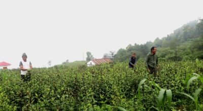 व्यवसायिक चिराइतोखेती