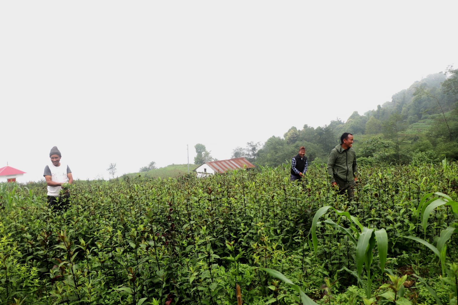 व्यवसायिक चिराइतोखेती