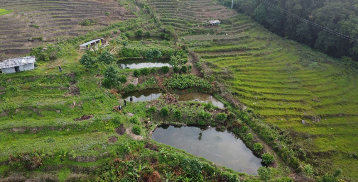 कमल तामाङ