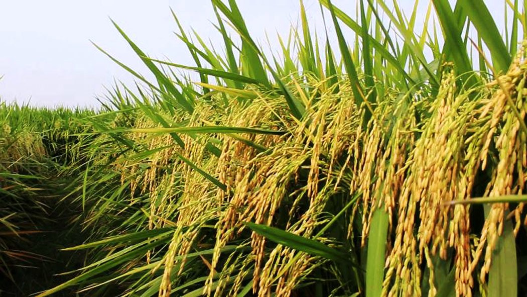 चैते धान