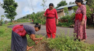 रामकोट सडकमा रुखसँगै उम्रिएको आशा