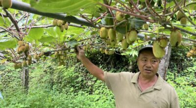 किबीखेतीमा आकर्षण
