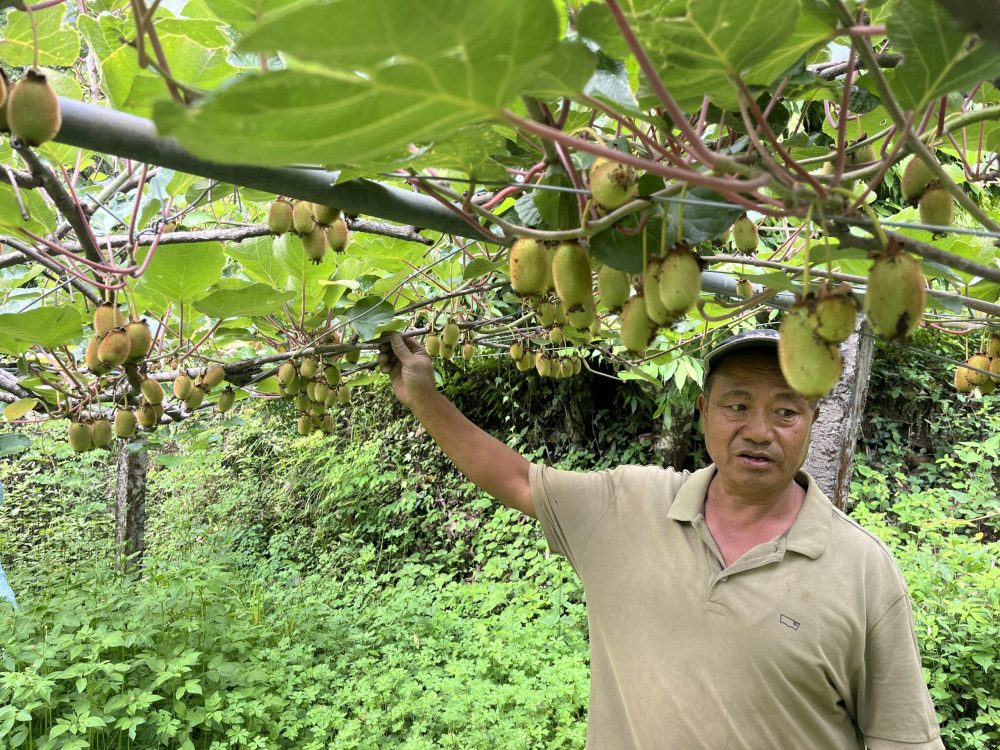 किबीखेतीमा आकर्षण
