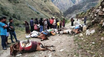 करेन्ट लागेर मुगुमा दश खच्चर मरे