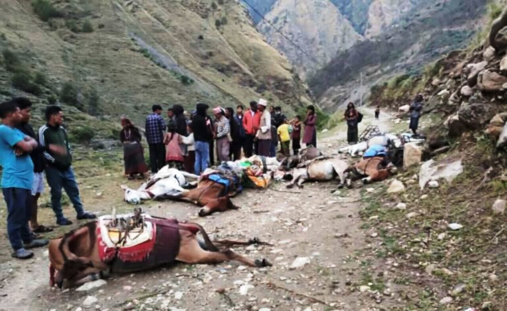 करेन्ट लागेर मुगुमा दश खच्चर मरे