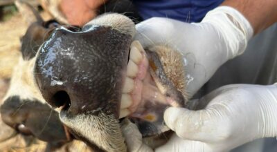 चौपायामा खोरेतरोग