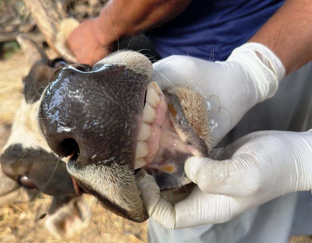 चौपायामा खोरेतरोग