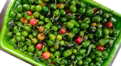 अकबरे खुर्सानी