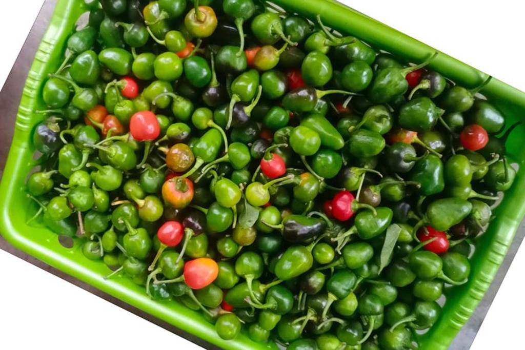 अकबरे खुर्सानी