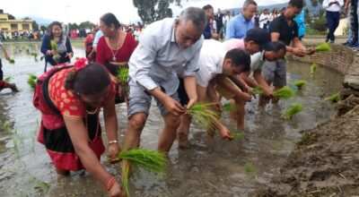 रामनाथ अधिकारी असार १५ धान रोपाई