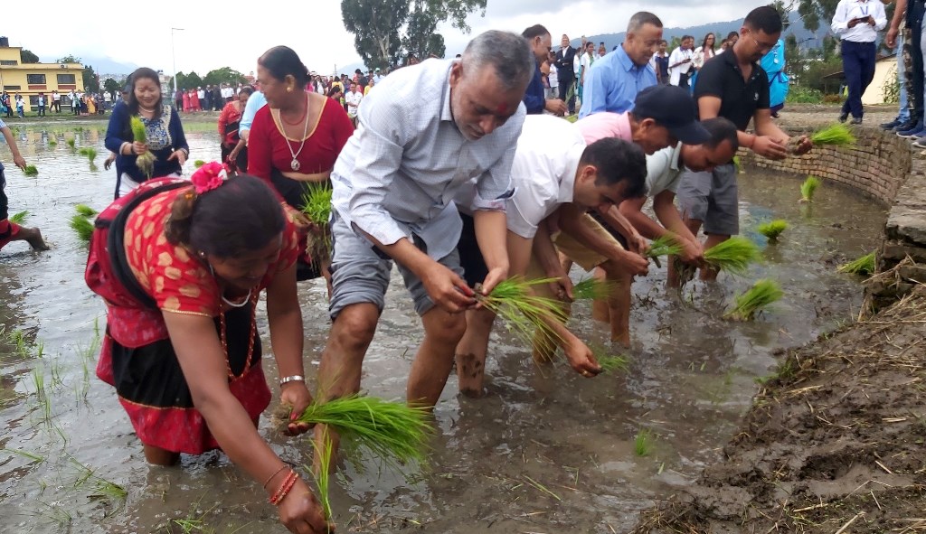 रामनाथ अधिकारी असार १५ धान रोपाई