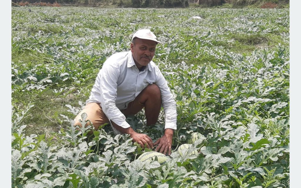 बढीका तरबुजा