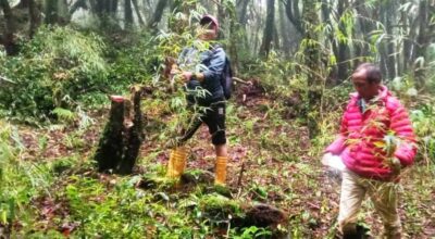 भोजपुरमा लोपोन्मुख ‘रेड पान्डा’को संरक्षण गर्न क्यामेरा जडान