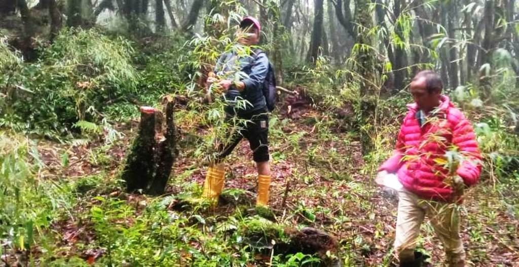 भोजपुरमा लोपोन्मुख ‘रेड पान्डा’को संरक्षण गर्न क्यामेरा जडान