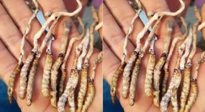 यार्सागुम्बा फेला