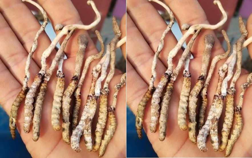 यार्सागुम्बा फेला