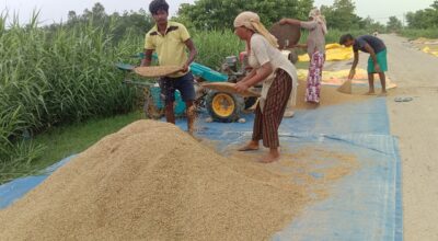 चैते धान