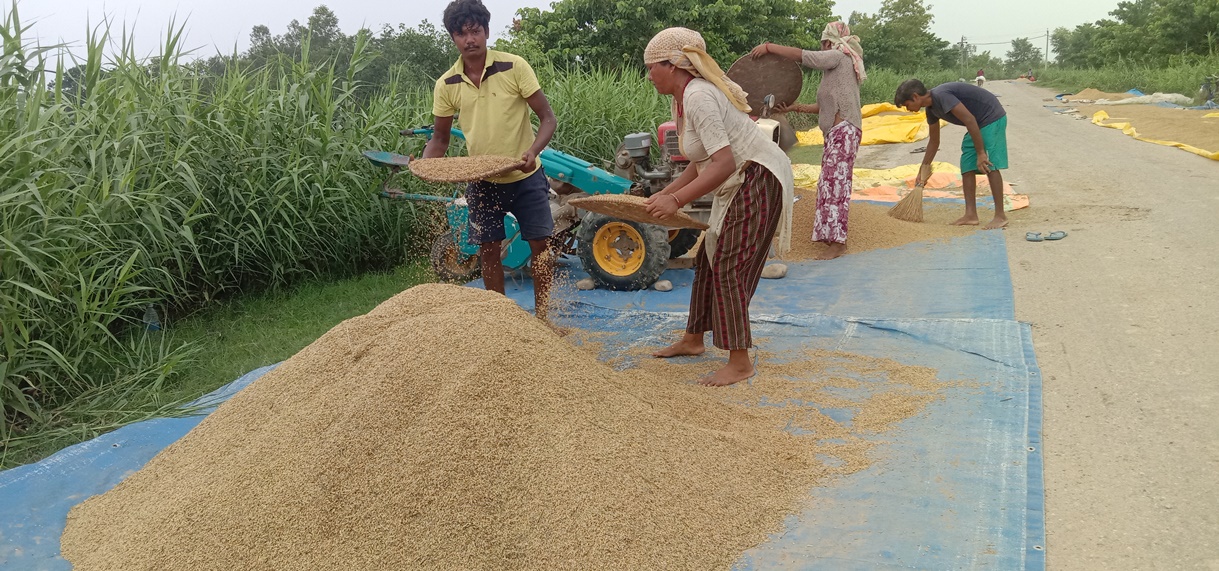 चैते धान