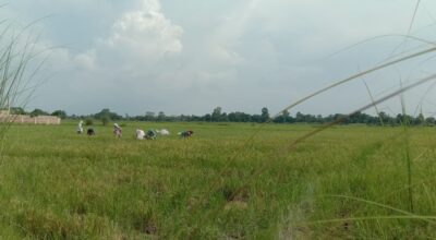 चैते धान