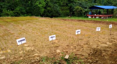 मूल बीउ उत्पादन