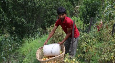 कमल तिम्सिना