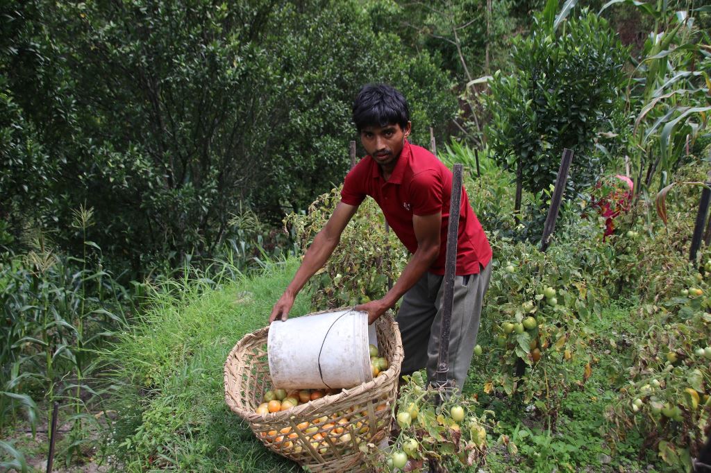 कमल तिम्सिना