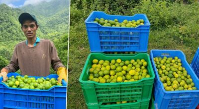 कागतीले बजार नपाउँदा कृषक निराश