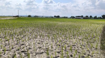 पानी नपर्दा सुक्यो धानको ब्याड