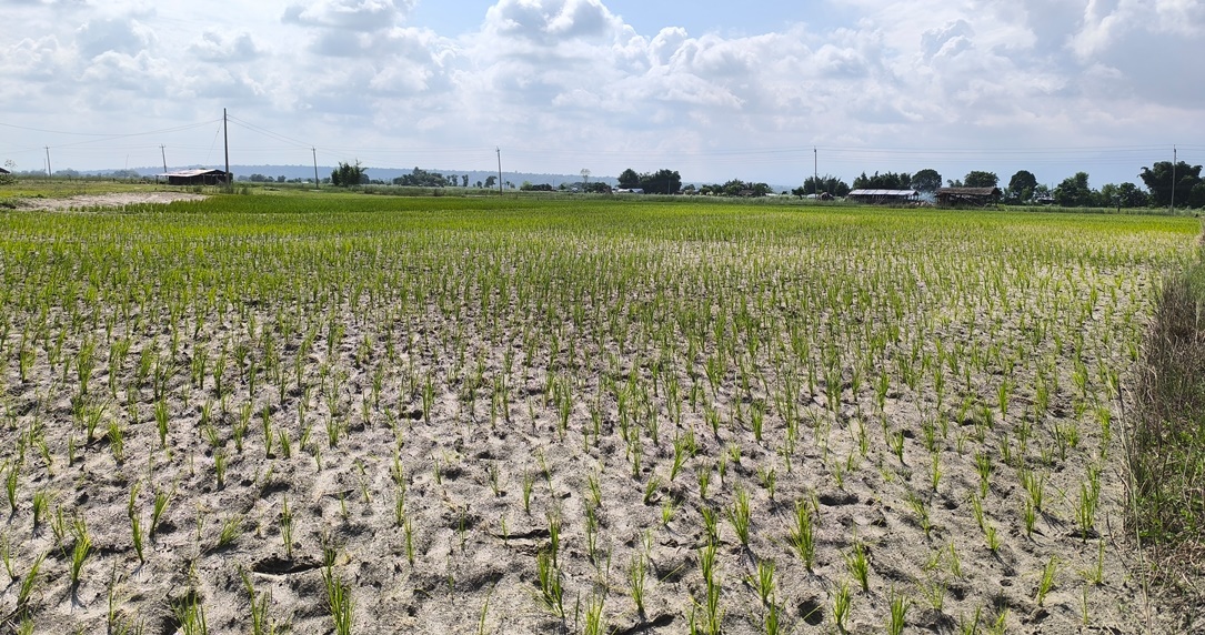 पानी नपर्दा सुक्यो धानको ब्याड