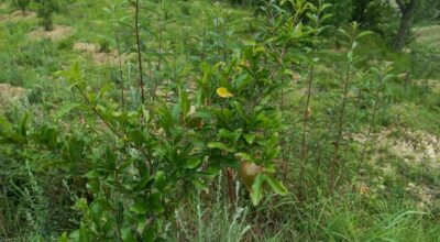 व्यावसायिक अनारखेती