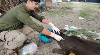 विष्णु पनेरु