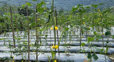 काँक्रोेखेती