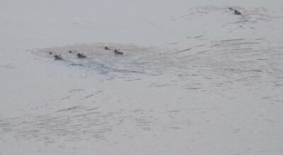 जलप्राणी