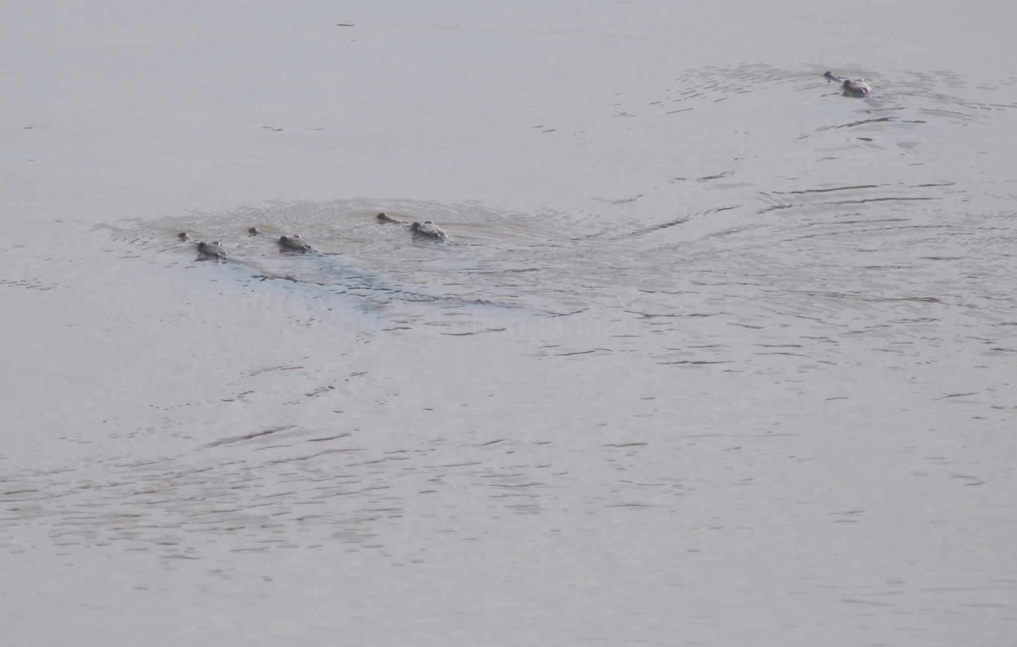 जलप्राणी