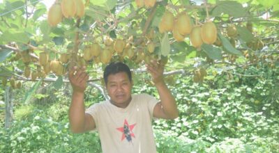 किवीखेती