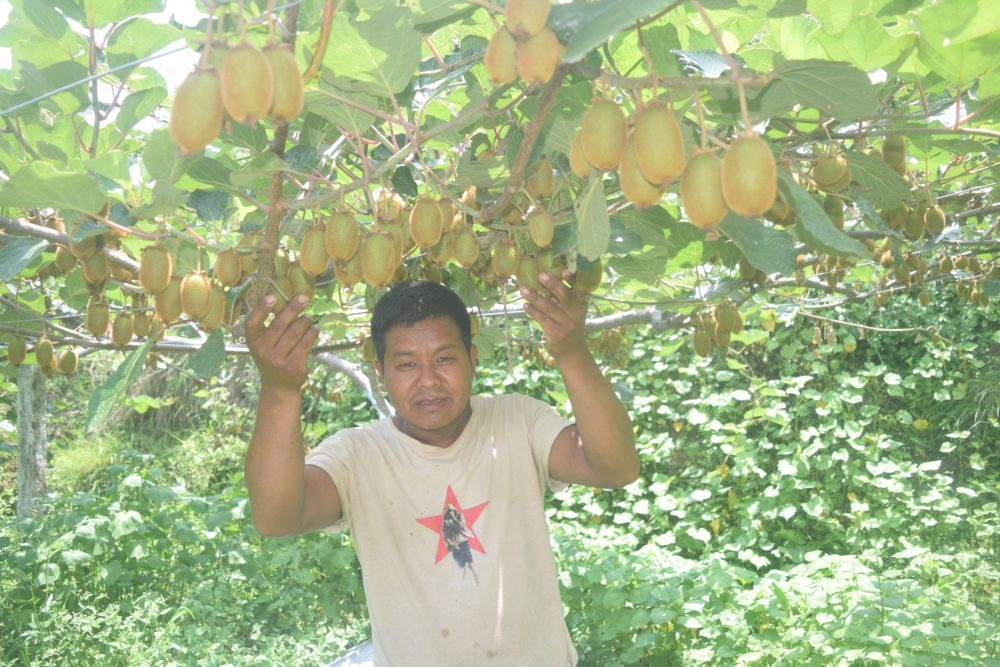 किवीखेती