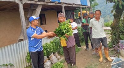 सुन्तलाको बिरुवा वितरण