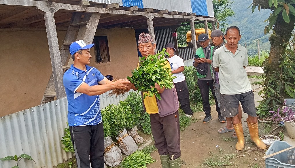 सुन्तलाको बिरुवा वितरण