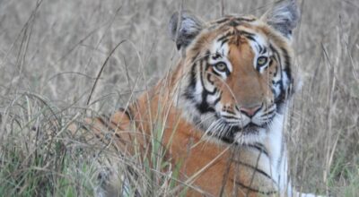 पाटेबाघका