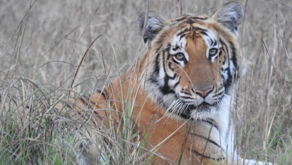 पाटेबाघका