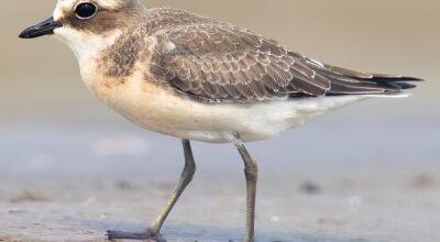 साइबेरियन स्यान्ड प्लोभर